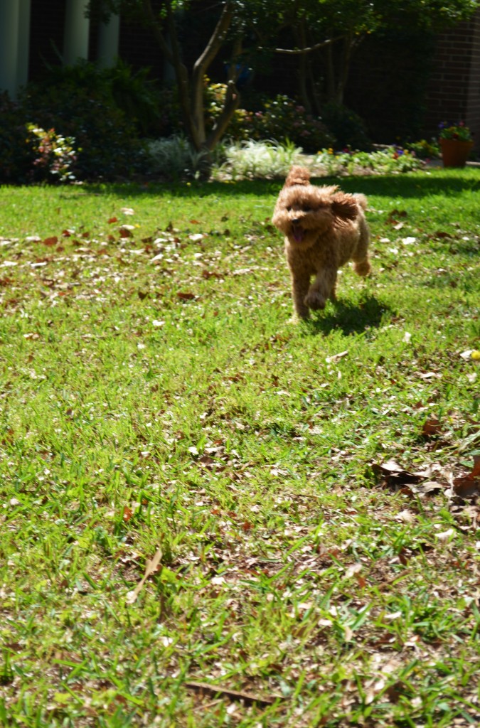 Running in the Yard