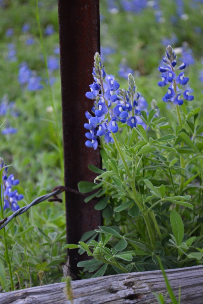 Bluebonnets